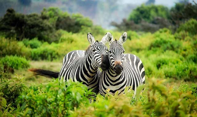 safari safari